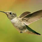 El avistamiento de aves en Uruguay