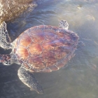 El avistamiento de tortugas marinas en Uruguay