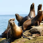 Las colonias de lobos marinos